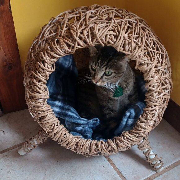 Handmade FiberRush Cat/Dog Bed - Picture 8 of 16